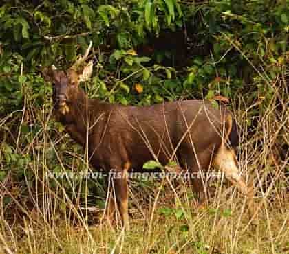 Samba deer Cheow Lan Lake Khao Sok National Park
