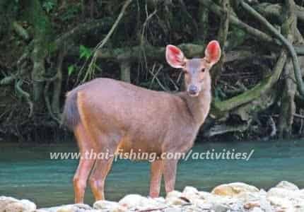 Samba deer - Cheow Lan Lake Khao Sok National Park