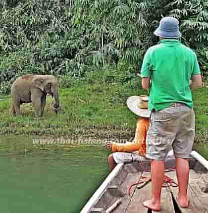 Se dyreliv Cheow Lan Sø