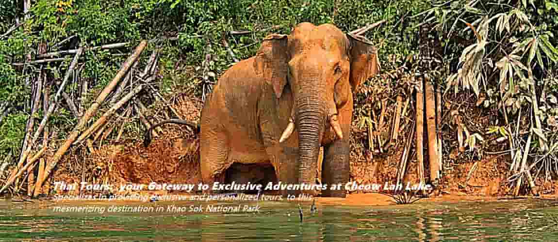 Wildlife Watching Tours Cheow Lan Lake Khao Sok National Park Thailand