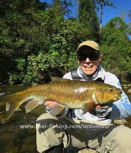 Blue Mahseer på flue i junglefloderne i Khao Sok National Park