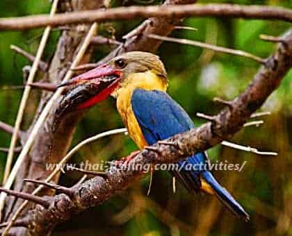 Wildlife ture på Cheow Lan Sø i Khao Sok Kingfisher