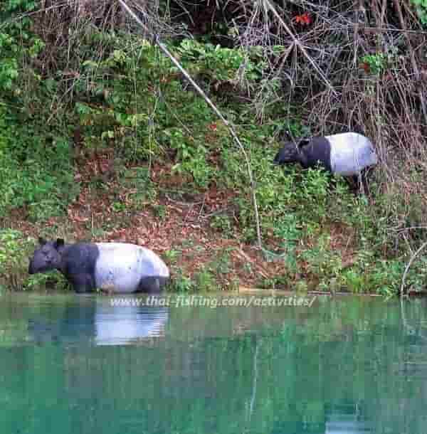 Dyrlive ture på Cheow Lan Sø i Khao Sok Malayan tapir