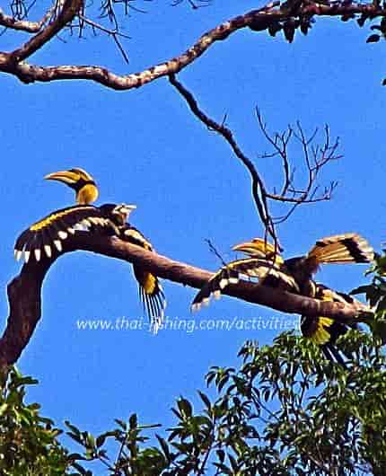 Wildlife ture på Cheow Lan Sø i Khao Sok National Park South Thailand