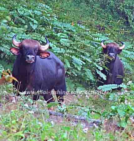 Gaur cow fra Cheow Lan Sø i Khao Sok National Park