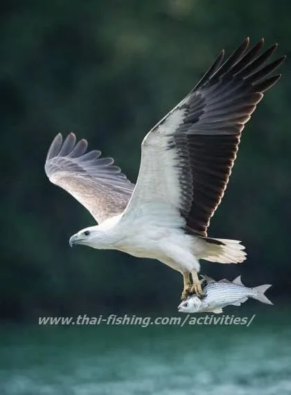 Best Khao Sok Lake Tours