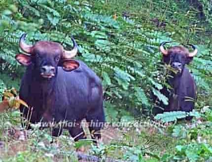 Gaur cow in the Thai Jungle