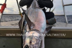 Dogtooth Tuna Fishing Similan Islands Thailand