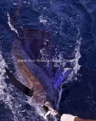 Big Game Fiskeri Thailand