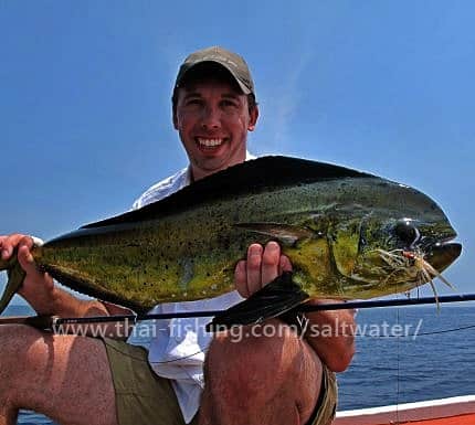 Dorado Fluefiskeri Khao Lak - Thai Fishing