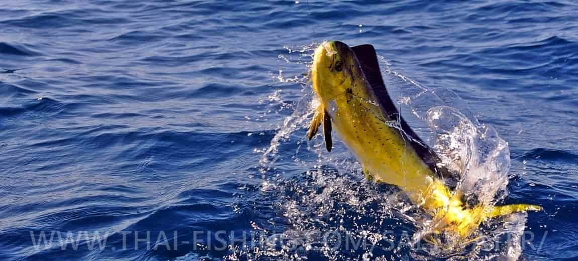 Om Thai Fishing Fisketure i Khao Lak