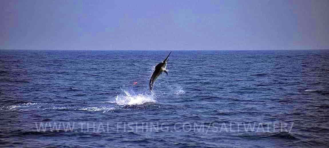 Khao Lak Fiske Report