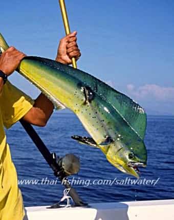 Phuket Big Game Fiskeri Thailand Thai Fishing