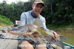 Asian River Catfish - Jungle Fly Fishing Thailand