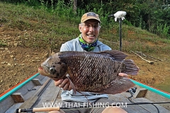 Giant Gourami Fly Fishing In The Jungle Of Thailand