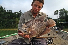 Giant Gourami Fly Fishing - Jungle Lake Fishing Thailand