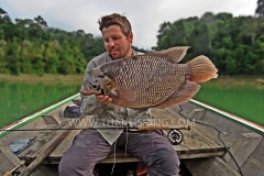 Giant Gourami Fly Fishing - Jungle Lake Fishing Thailand
