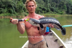 Giant Snakehead Fishing - Jungle Lake Fishing Thailand