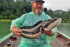 Giant Snakehead Fishing - Jungle Lake Fishing Thailand