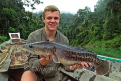 Giant Snakehead Fishing - Jungle Lake Fishing Thailand