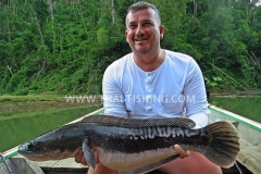 Giant Snakehead Fishing - Jungle Lake Fishing Thailand