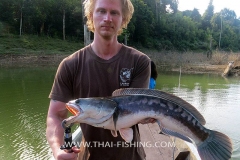 Giant Snakehead Fishing Thailand