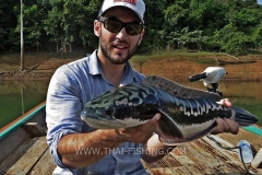 Giant Snakehead Fly-Fishing - Jungle Lake Fly Fishing Thailand