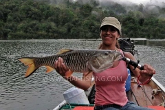 Jungle Lake Fishing Thailand - Hampala Barb Lure Fishing