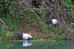 Asian Tapir - Jungle Lake Fishing Thailand