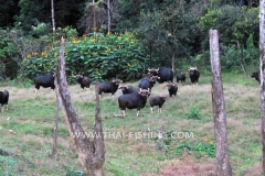 Gaur Cow - Jungle Lake Fishing Thailand
