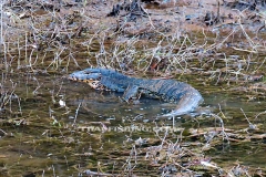 Jungle Lake Fishing Thailand - Asian water Monitor lizard