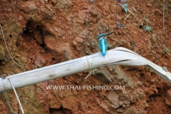 Jungle Lake Fishing Thailand - Blue Eared Kingfisher