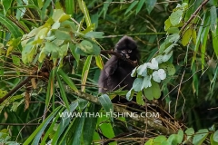 Jungle Lake Fishing Thailand - Dusky Spectacled langur