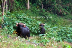 Jungle Lake Fishing Thailand - Gaur Cow