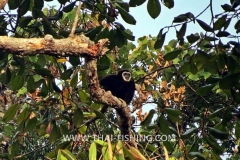 Jungle Lake Fishing Thailand - Gibbon