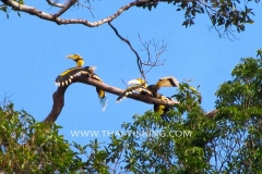 Jungle Lake Fishing Thailand - Great Hornbill