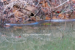 Jungle Lake Fishing Thailand - King Cobra Snake