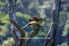 Jungle Lake Fishing Thailand - Lesser Fish Eagle