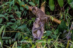 Jungle Lake Fishing Thailand - Macaque Monkey