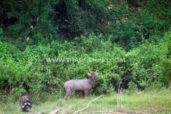 Jungle Lake Fishing Thailand - Male Sambar Deer