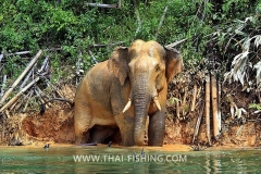 Jungle Lake Fishing Thailand - Wild-Elephant
