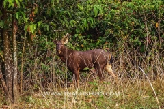 Male Sambar Deer - Jungle Lake Fishing Thailand