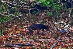 Sun-Bear - Jungle Lake Fishing Thailand