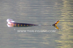 Mangrove Cat Snake - Jungle Lake Fishing Thailand