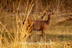 Sambar Deer - Jungle Lake Fishing Thailand