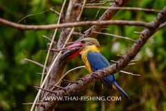 Stork Billed Kingfisher - Jungle Lake Fishing Thailand
