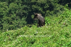 Sumatran Serow - Jungle Lake Fishing Thailand