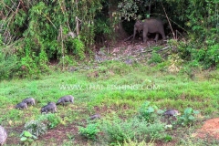 Wild boar and Elephant - Jungle Lake Fishing Thailand