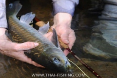 Jungle Mahseer Fly Fishing Thailand