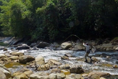 Mahseer Fly Fishing Thailand